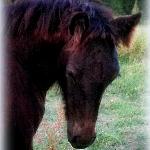 DreamHayven Arcadia:
Black Filly f. 2013
S. Littletree Bodini (English stallion)
D. DreamHayven Aurora (Domestic mare)
Congrats to Gina from Nebraska! (purchased along with Bo's Gypsy Dreamer)
SOLD 2013