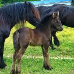 DreamHayven Selene
Black filly, foaled 2018
Congrats to Patrea in GA!
SOLD in 2018